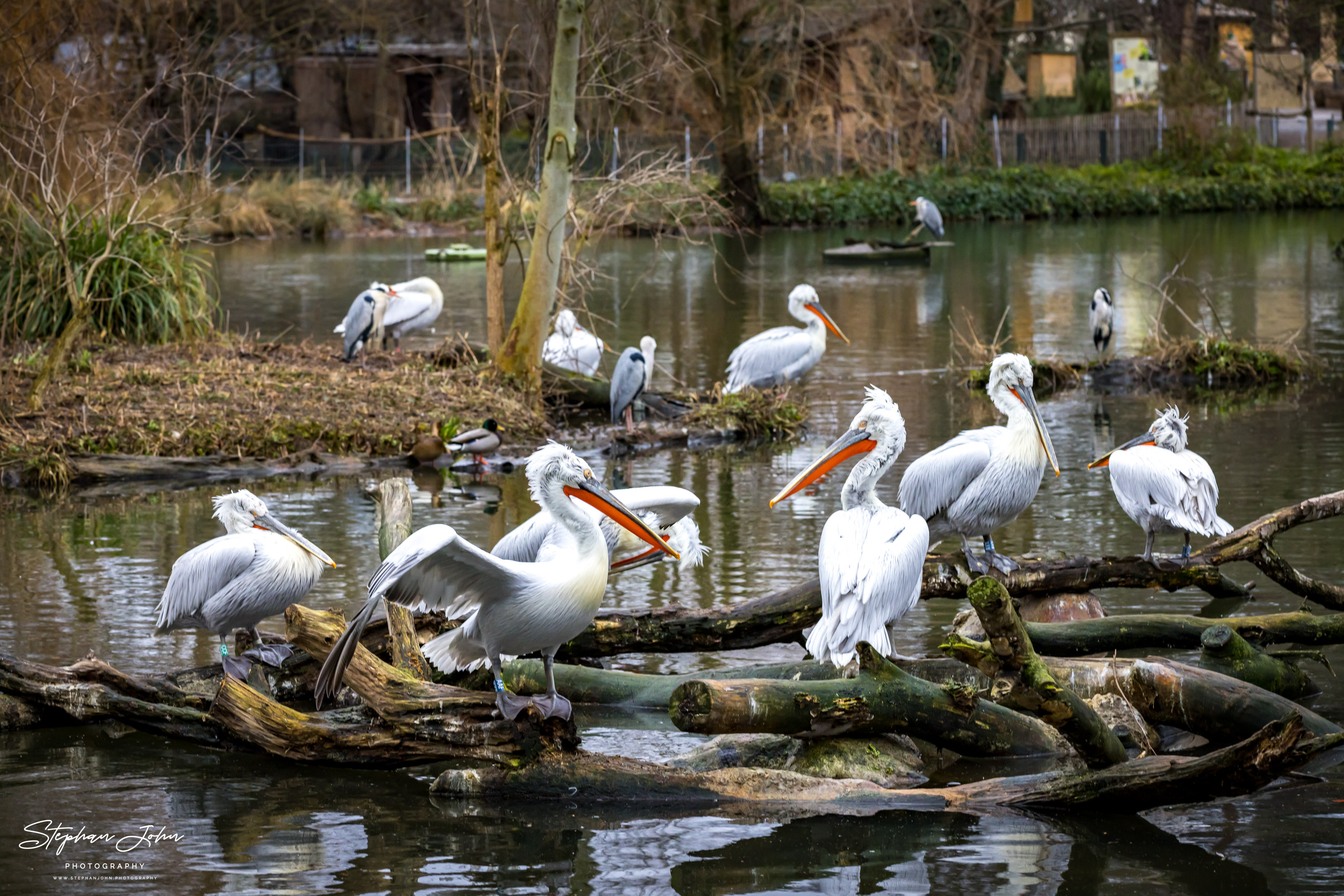 Pelikane Zoo in Leipzig