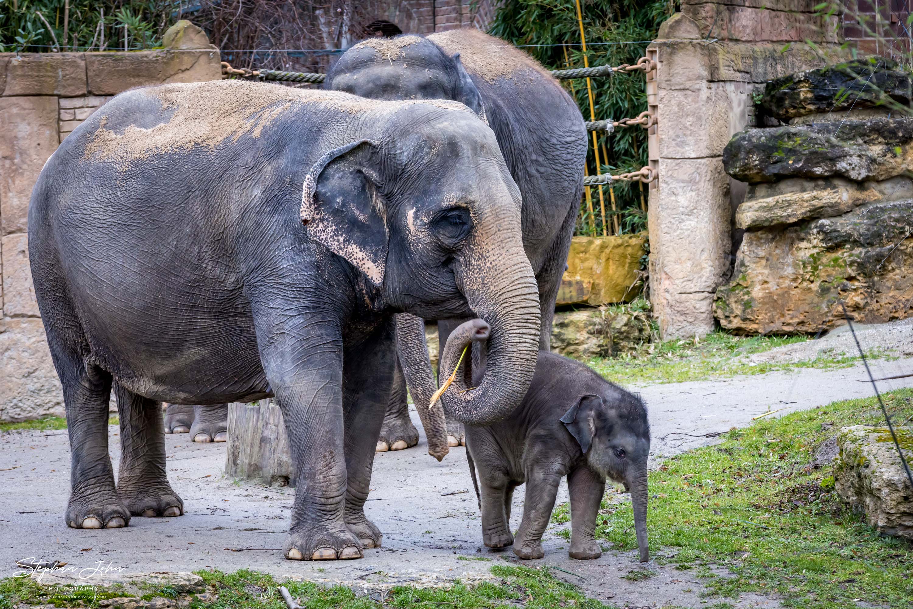 Asiatische Elefanten im Zoo in Leipzig