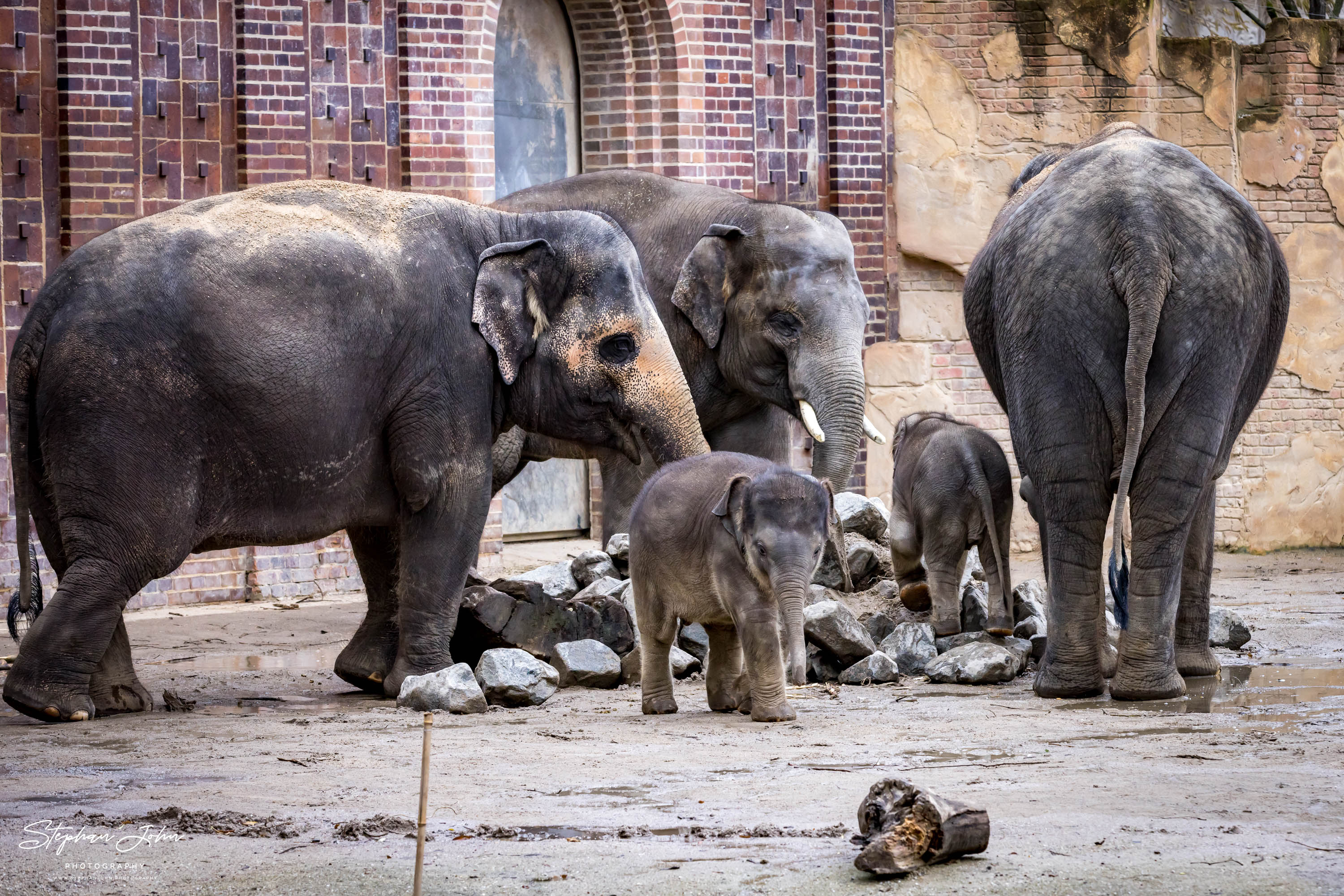 Asiatische Elefanten im Zoo in Leipzig