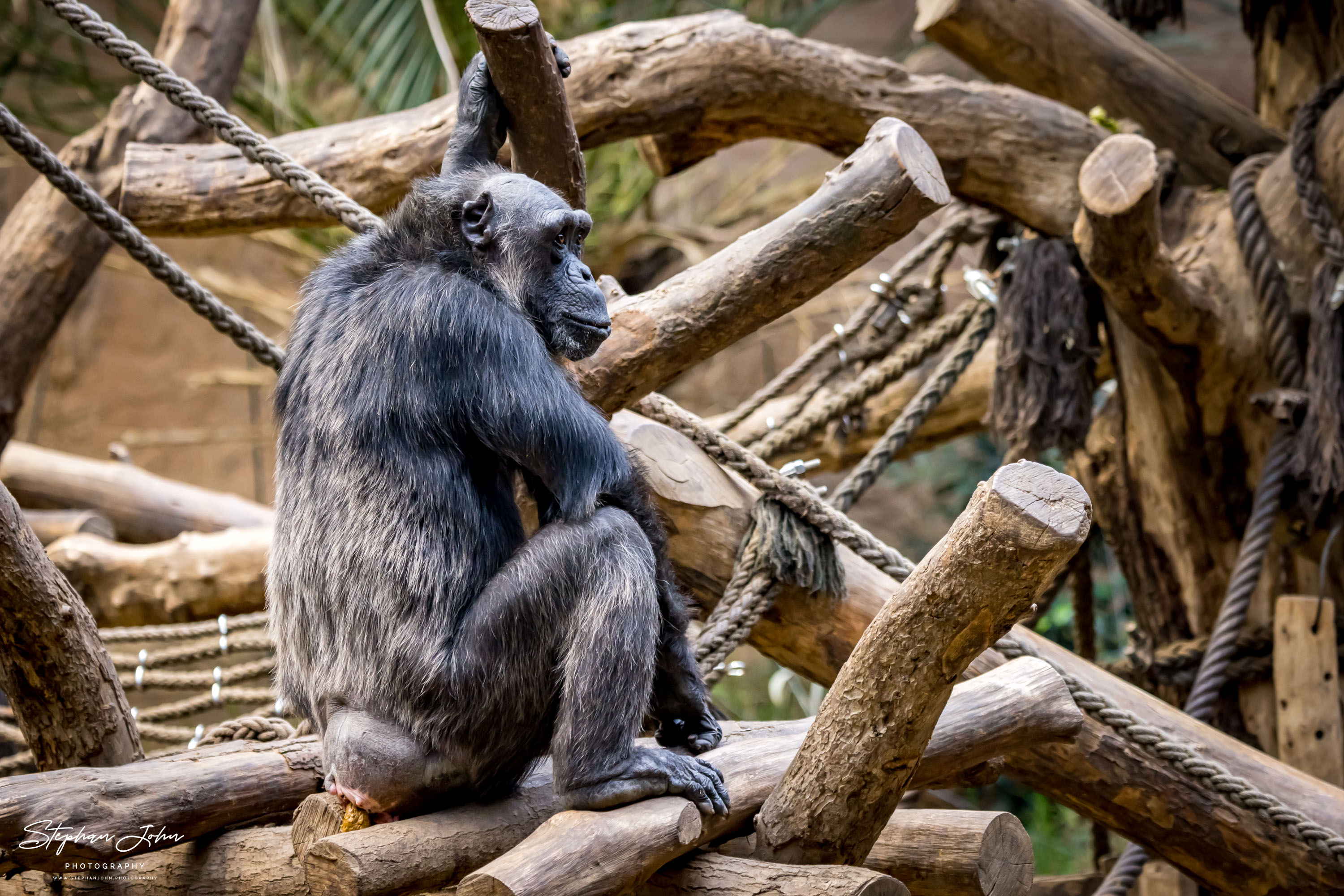 Westafrikanische Schimpansen im Zoo in Leipzig