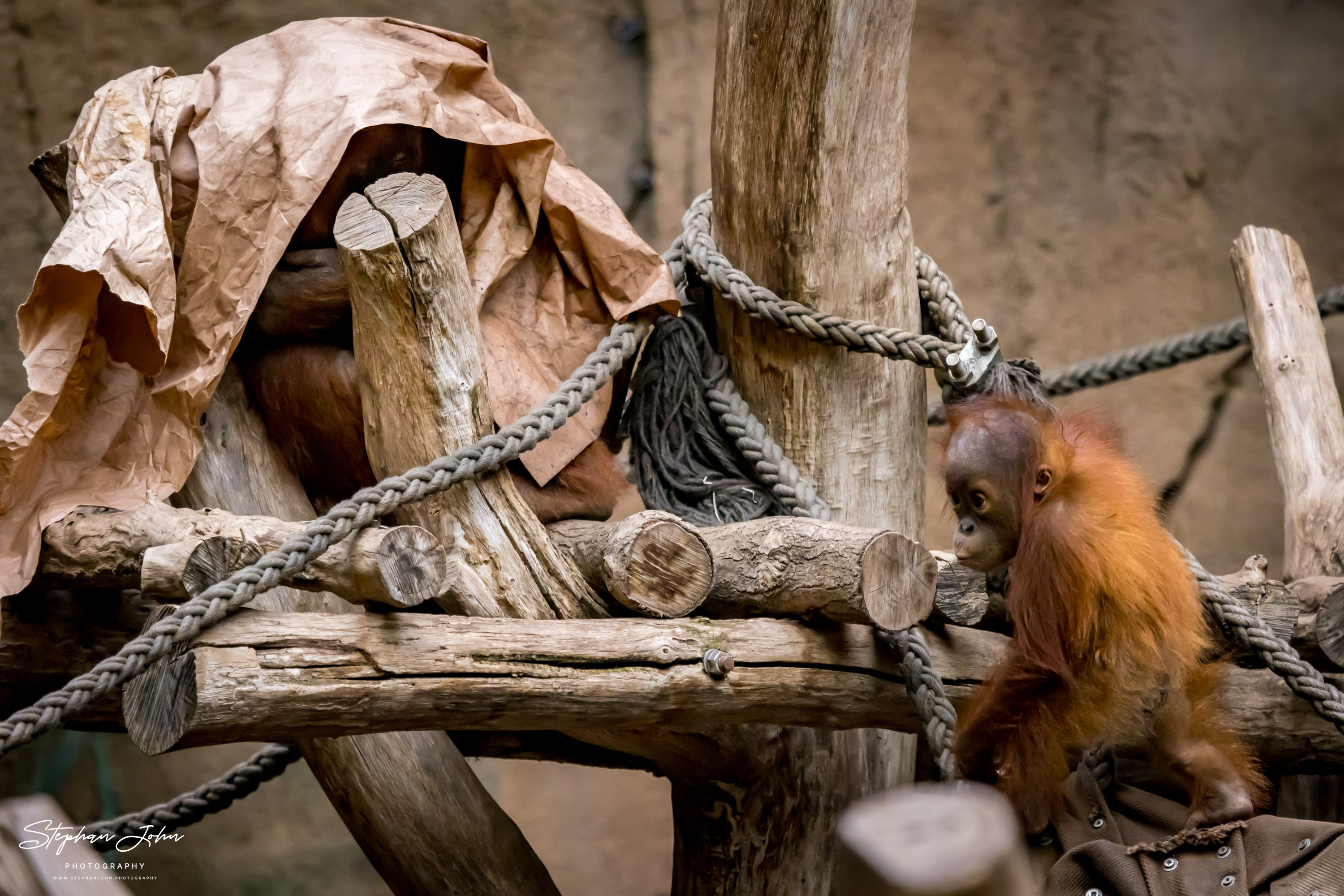 Sumatra-Orang-Utan im Zoo in Leipzig