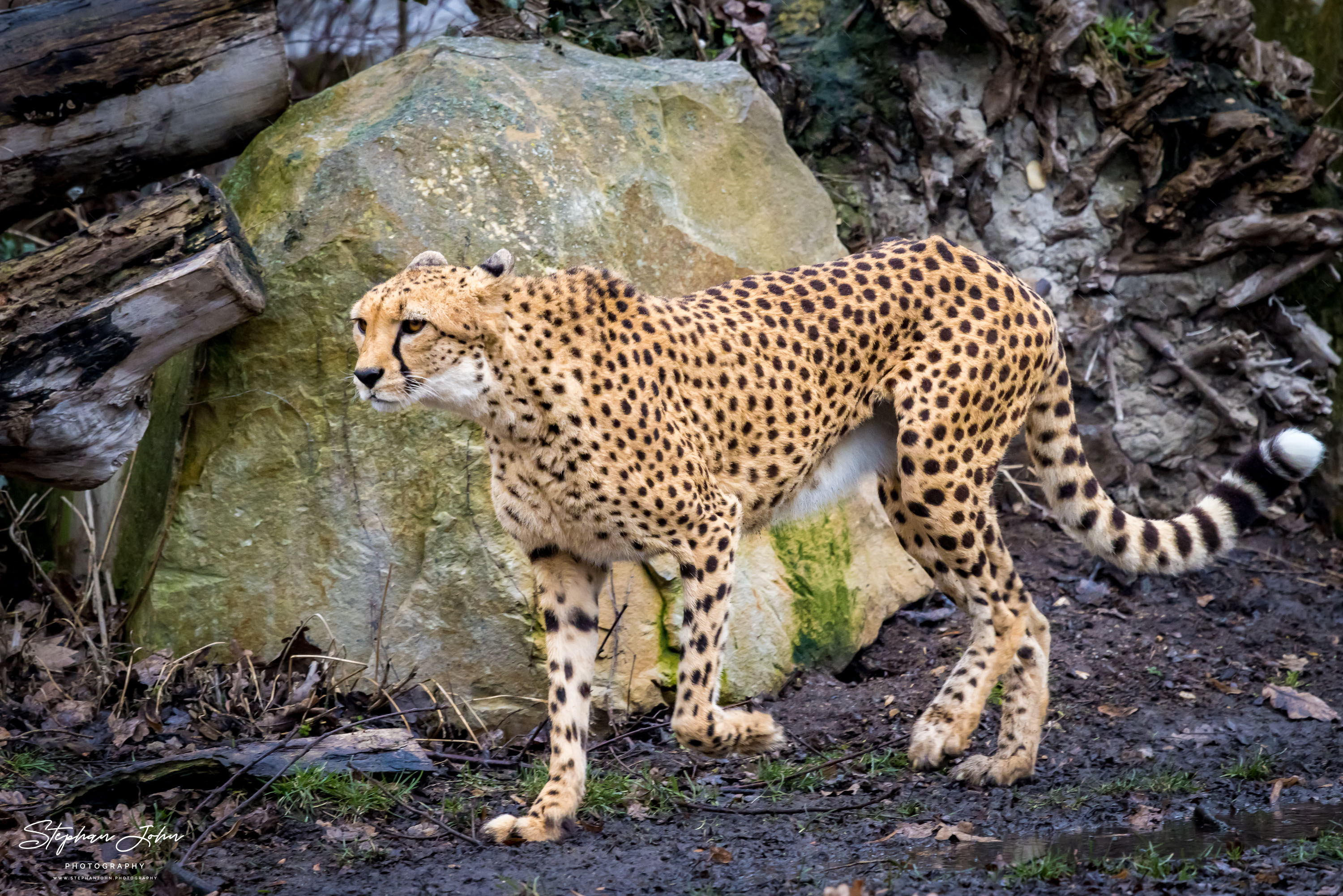 Südafrikanischer Gepard im Zoo in Leipzig