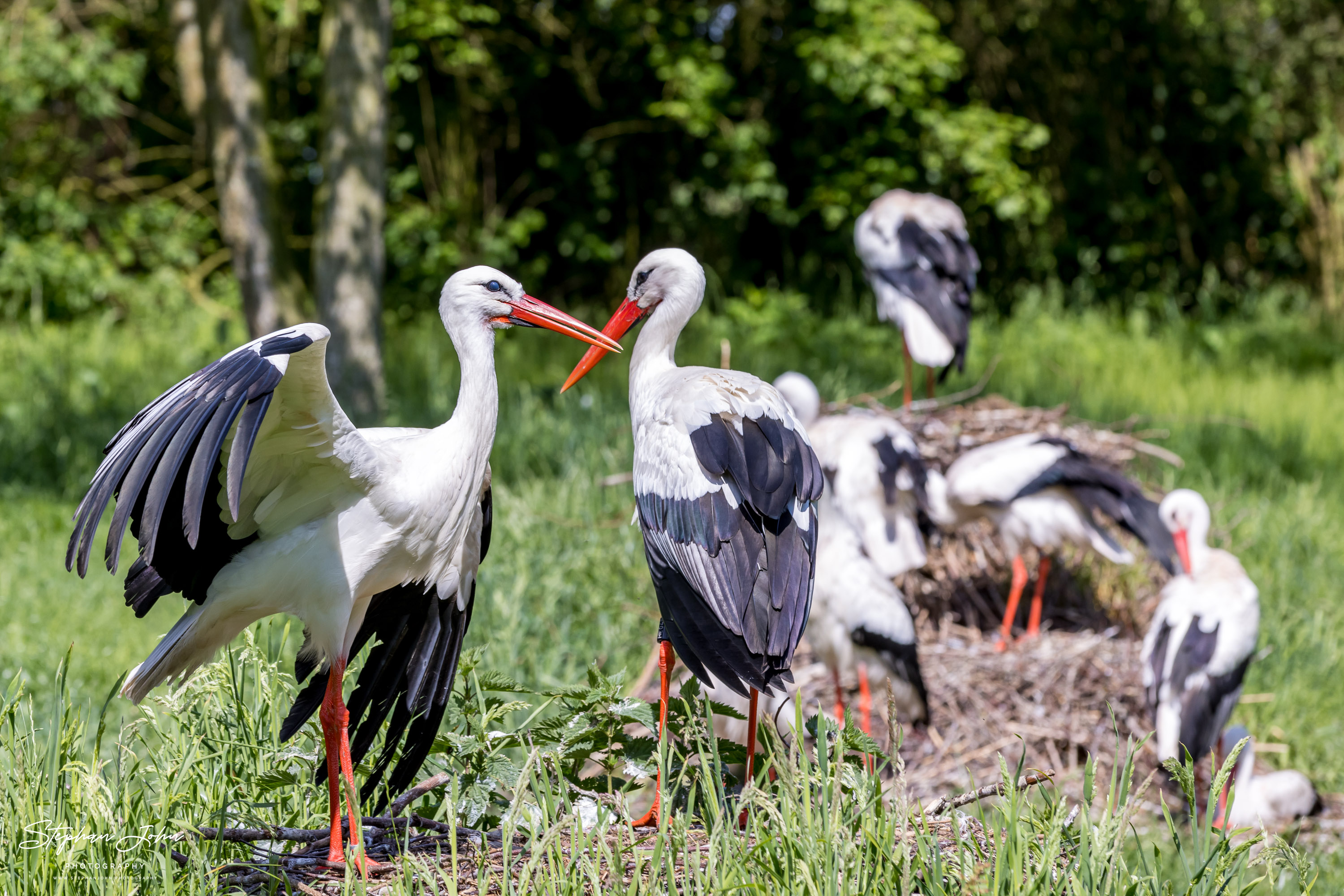 Vogelpark Marlow