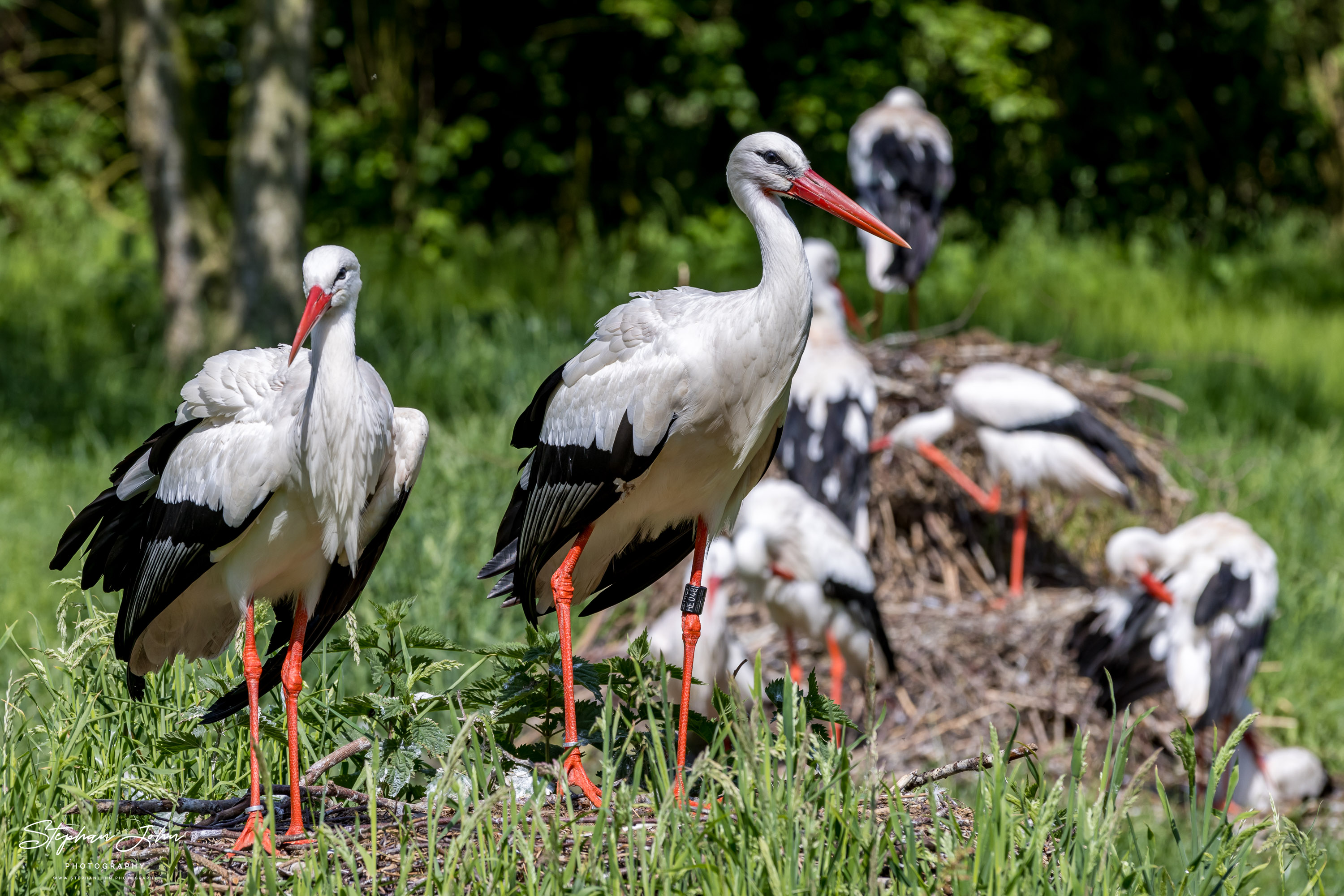 Vogelpark Marlow