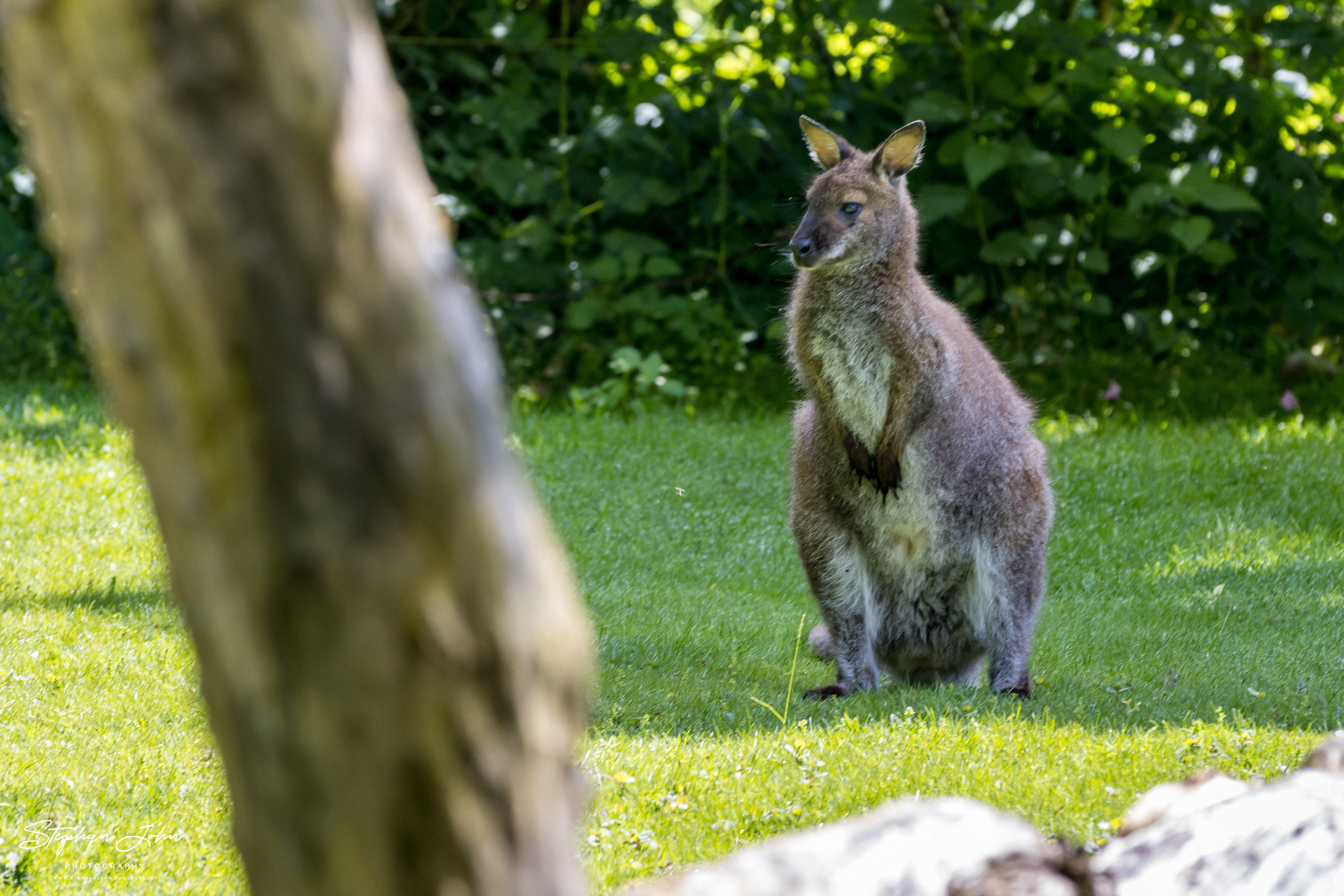 Vogelpark Marlow