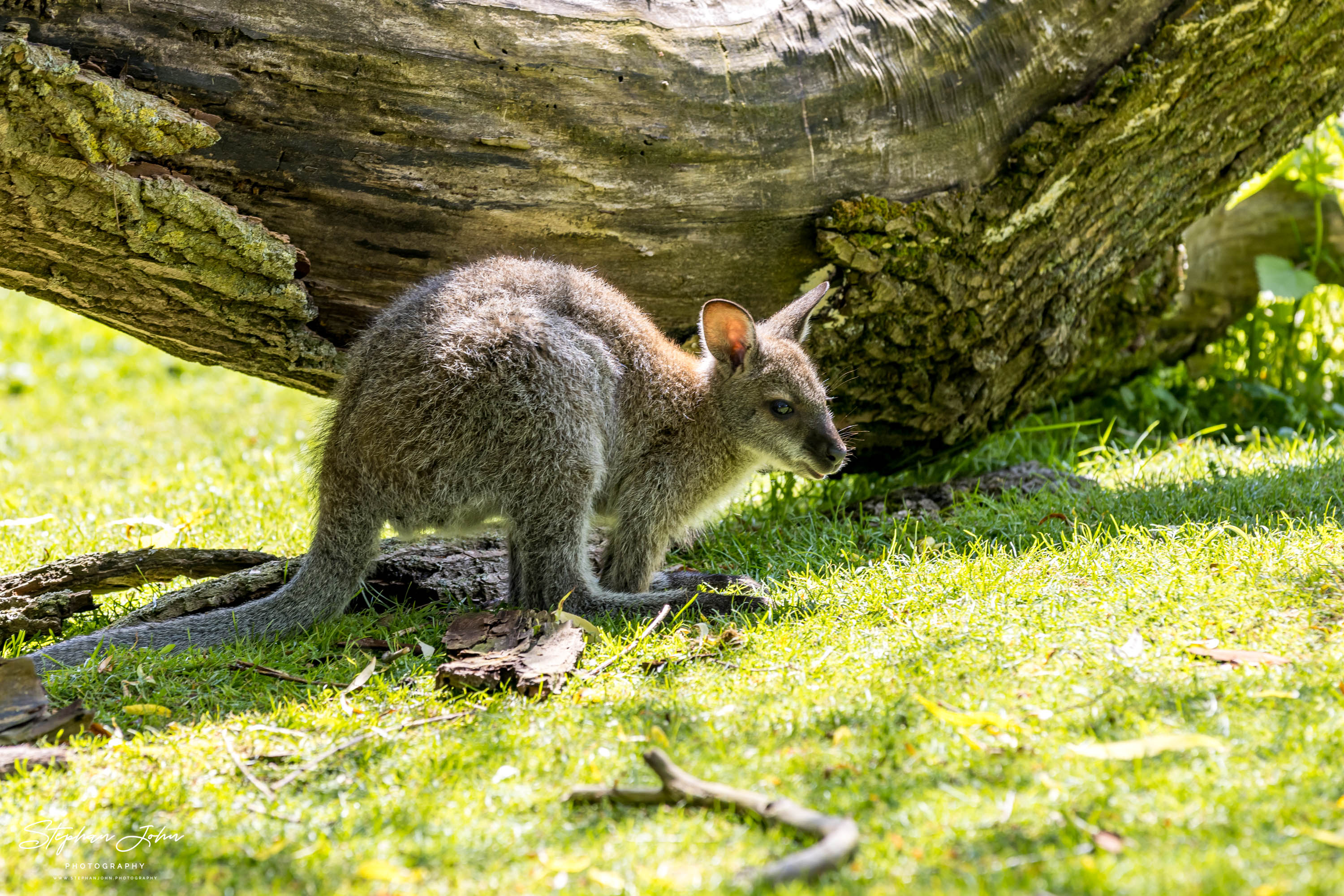 Vogelpark Marlow