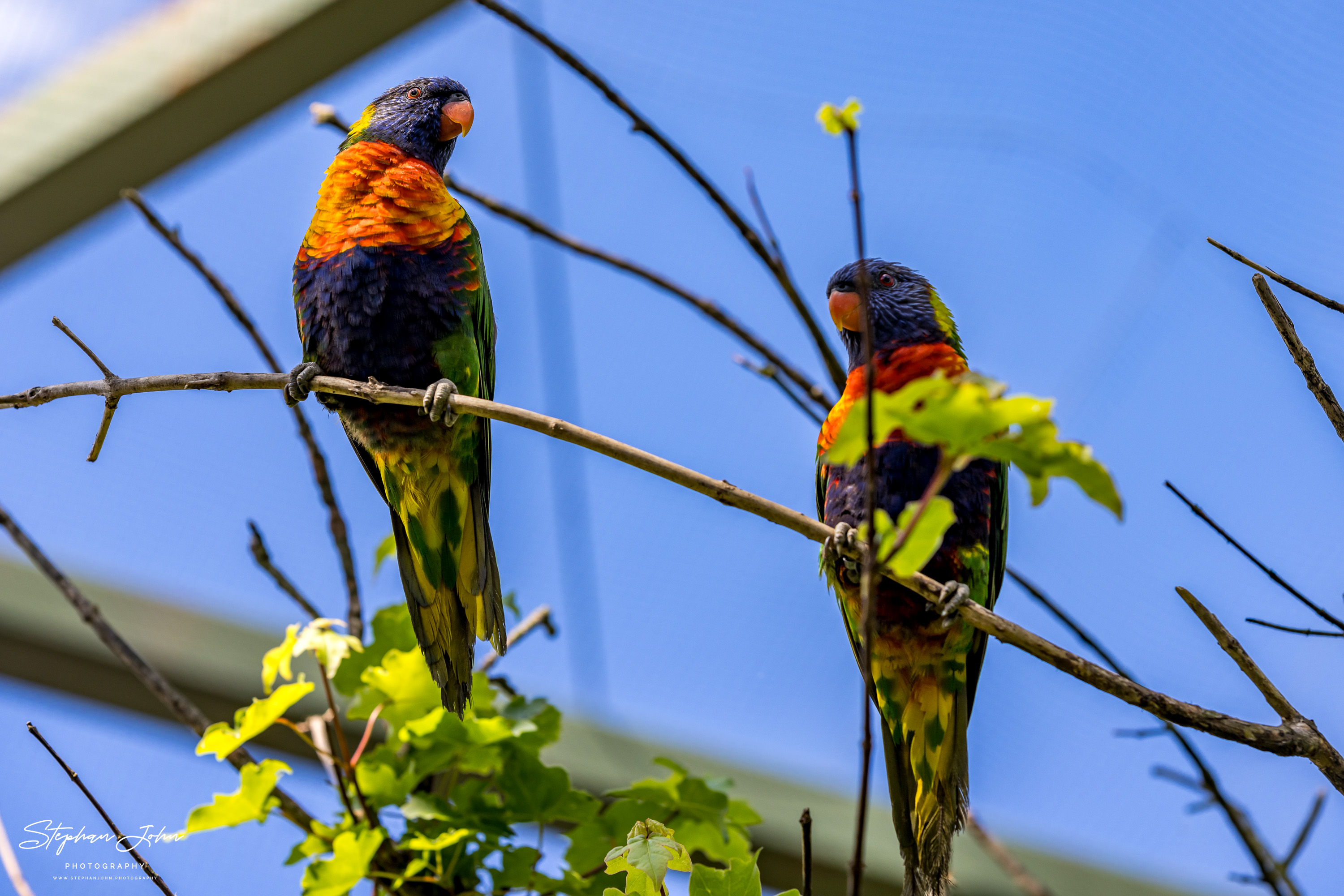 Vogelpark Marlow