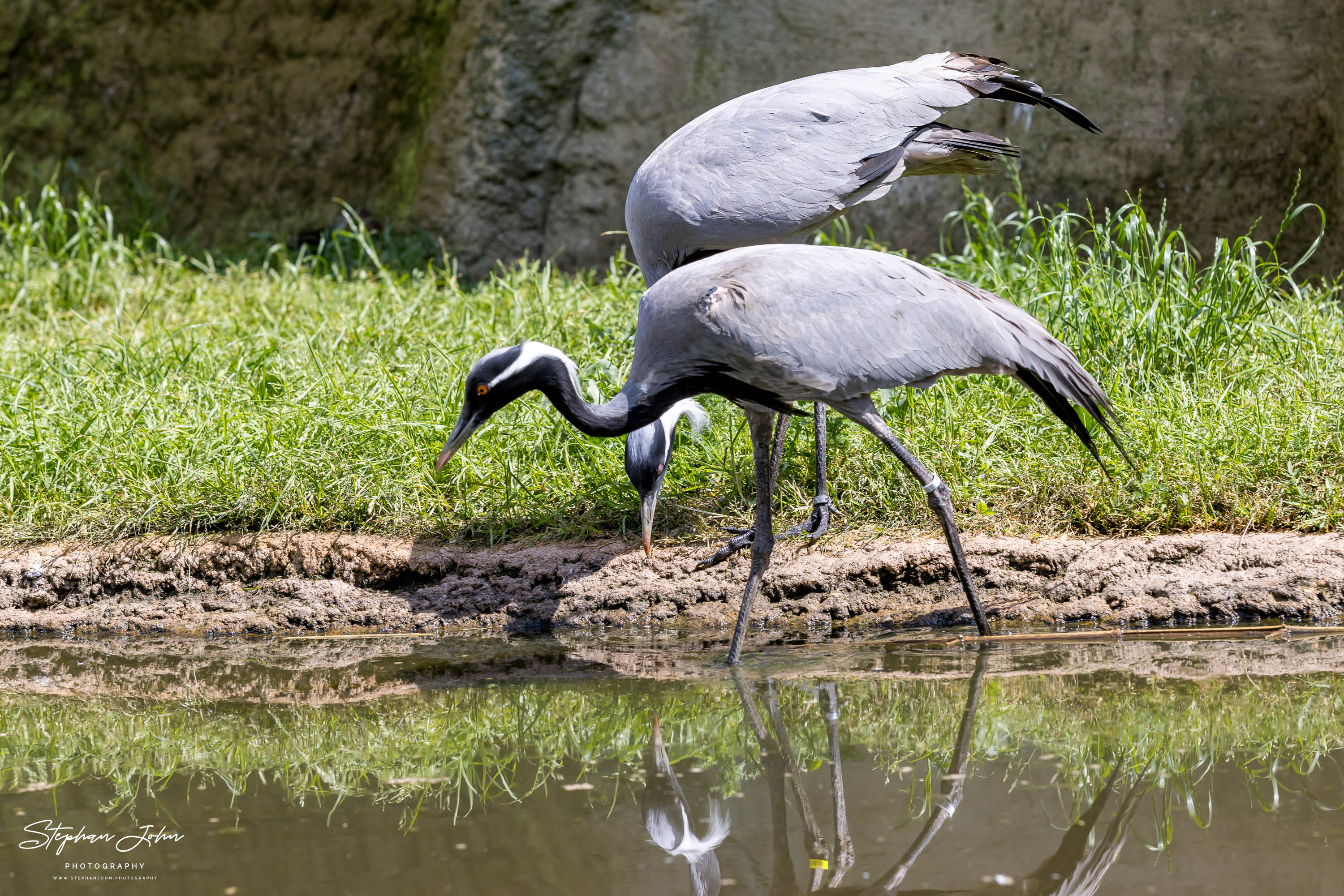 Vogelpark Marlow