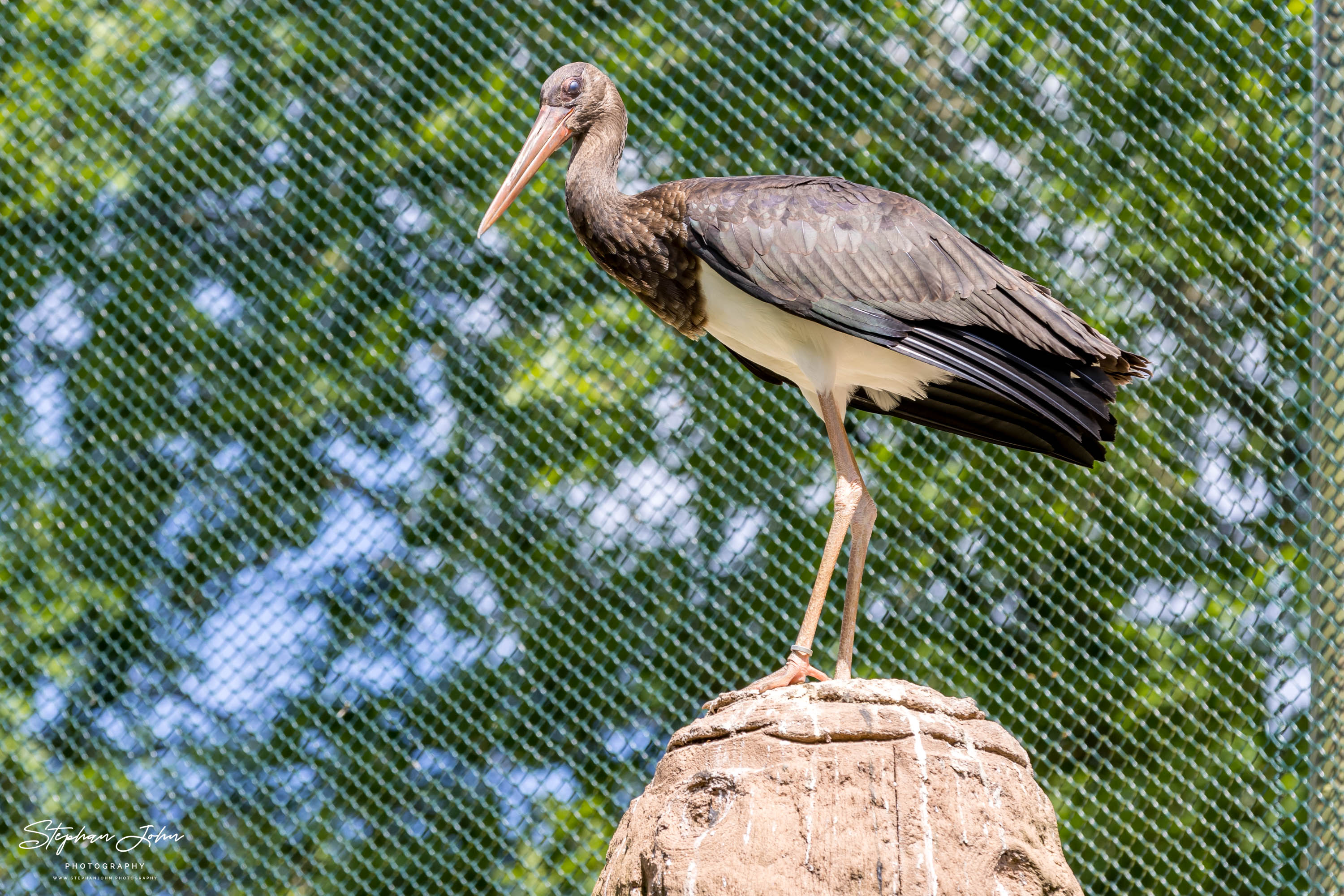 Vogelpark Marlow