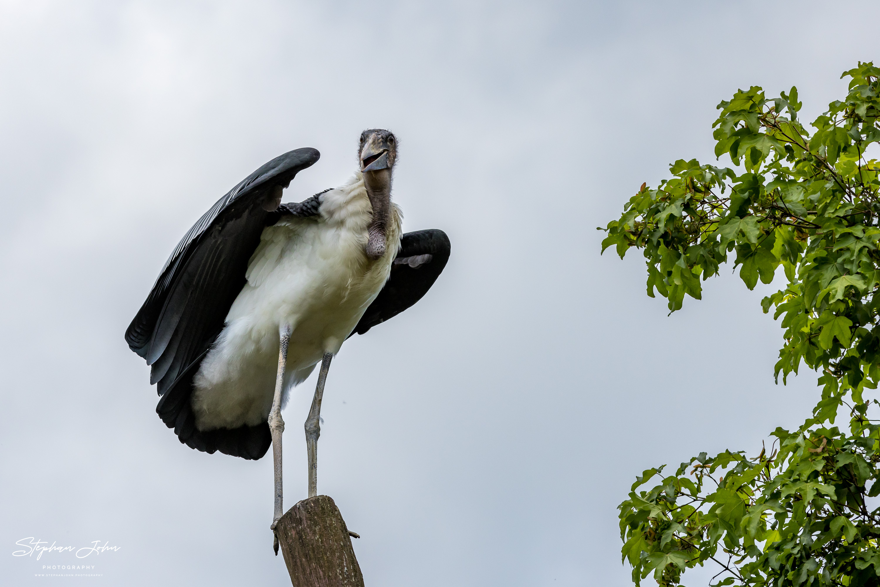 Vogelpark Marlow