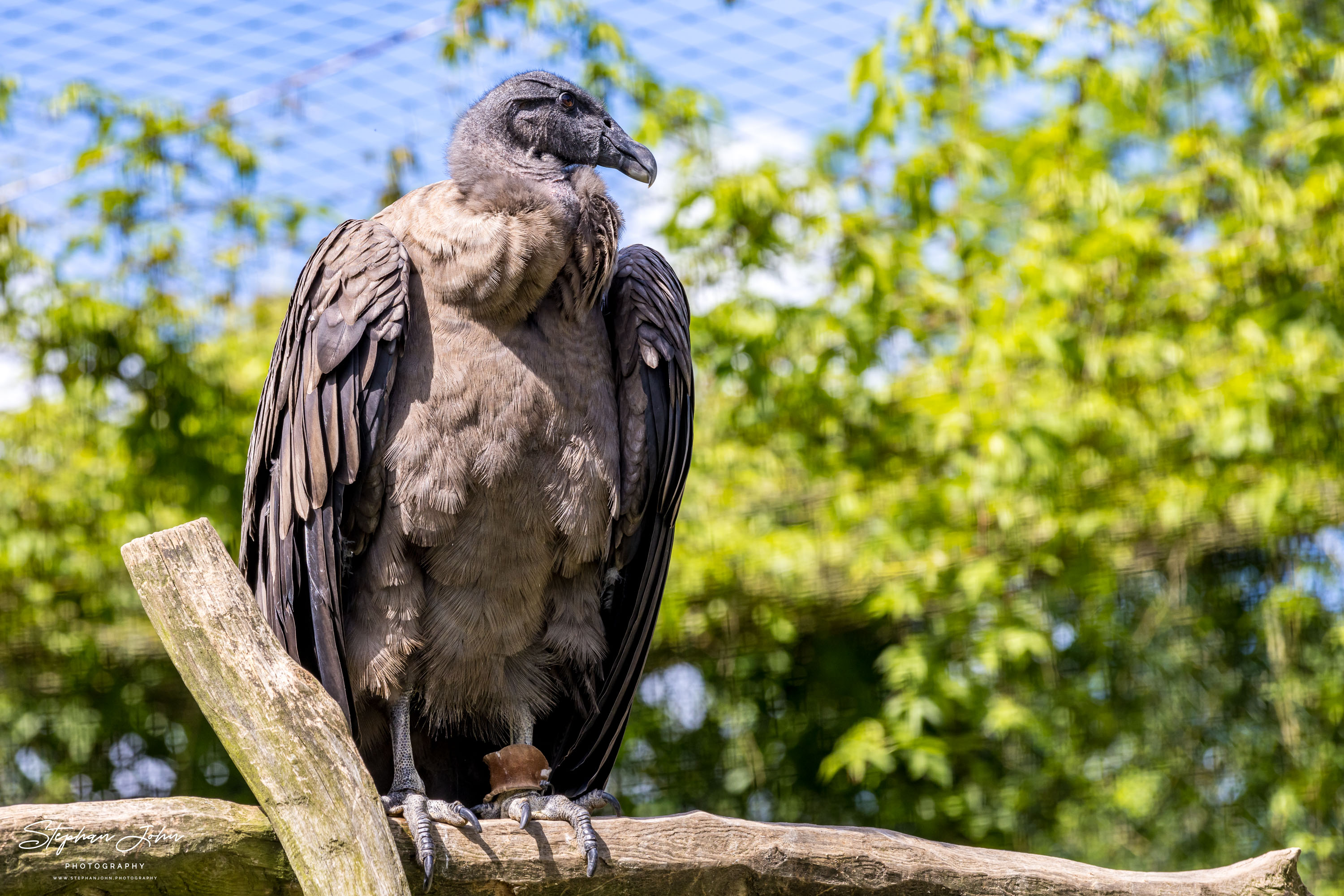 Vogelpark Marlow