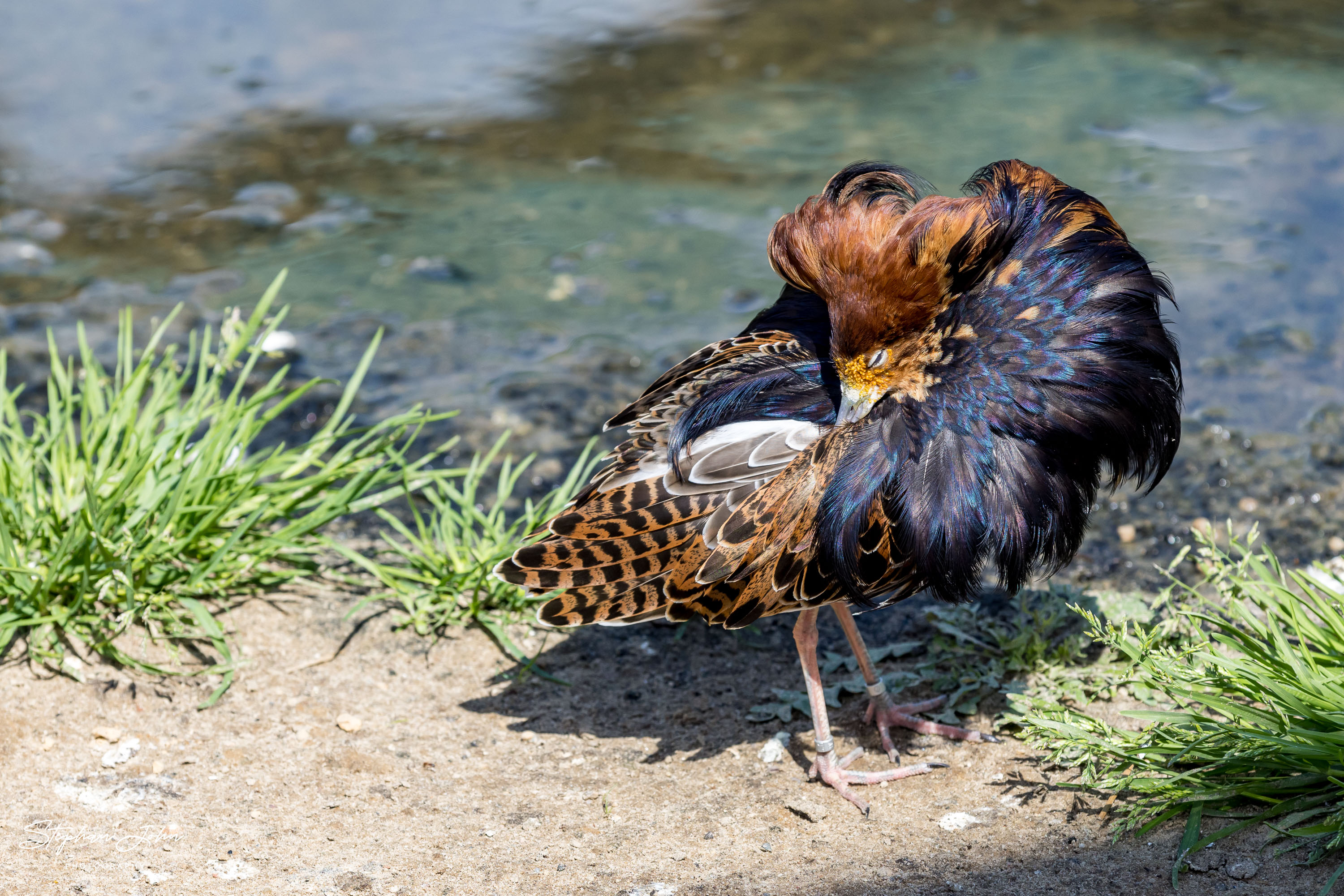 Vogelpark Marlow