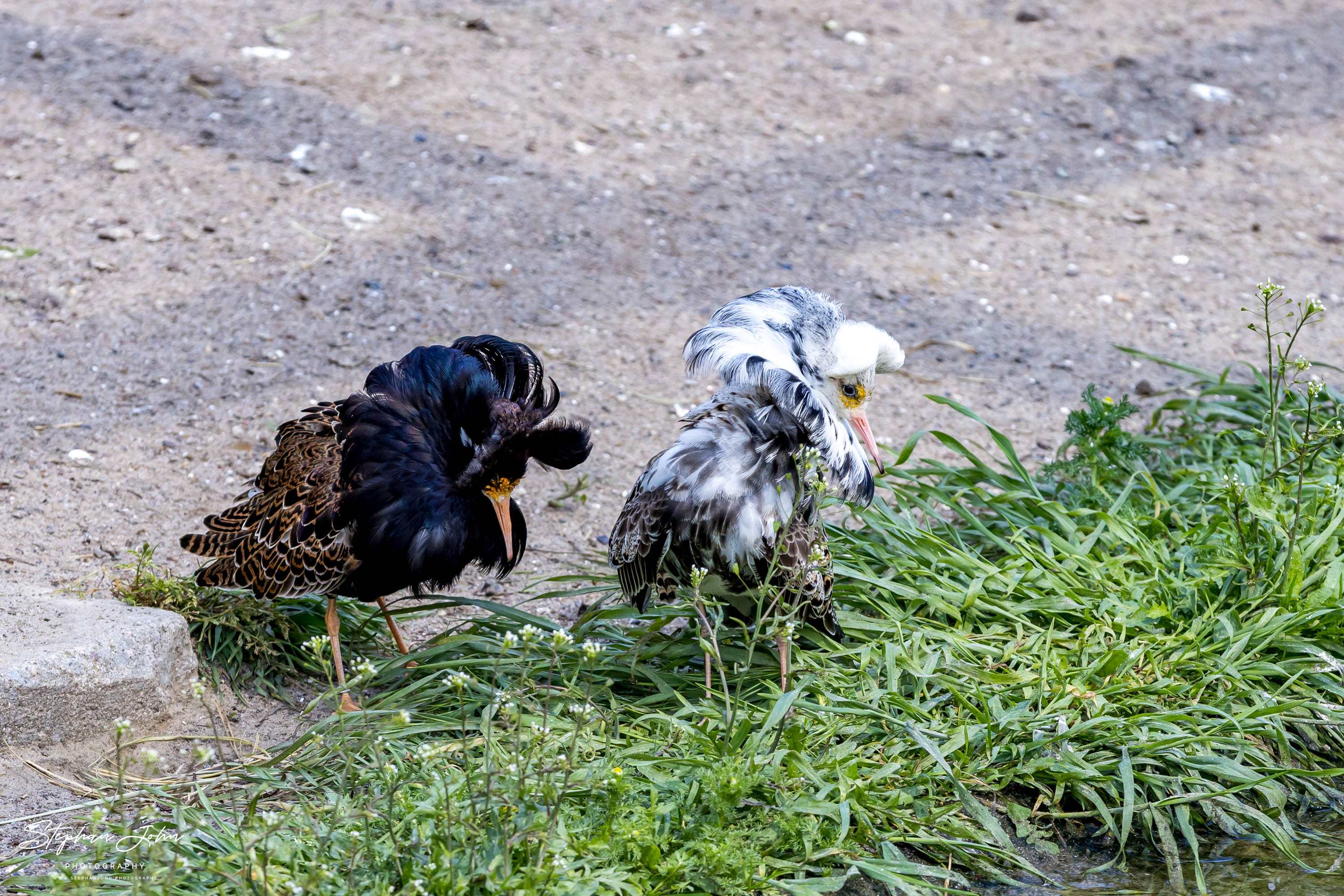 Vogelpark Marlow