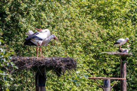 Vogelpark Marlow