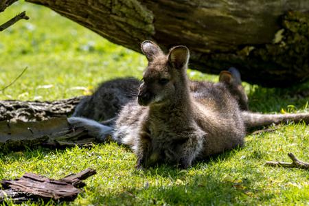 Vogelpark Marlow