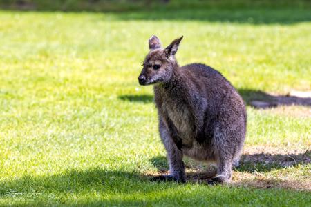 Vogelpark Marlow