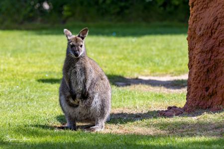 Vogelpark Marlow