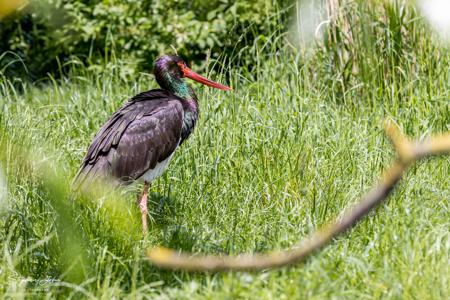 Vogelpark Marlow