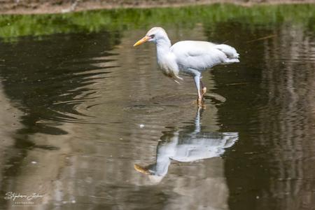 Vogelpark Marlow