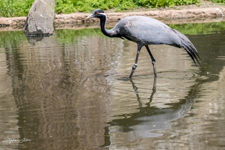 Vogelpark Marlow