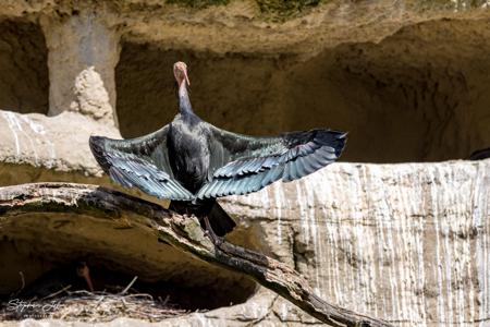 Vogelpark Marlow