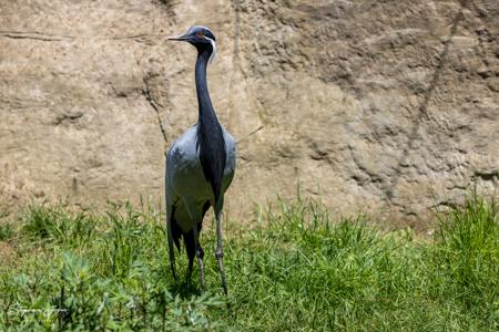 Vogelpark Marlow