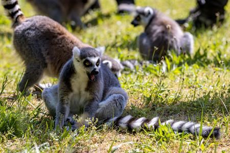 Vogelpark Marlow