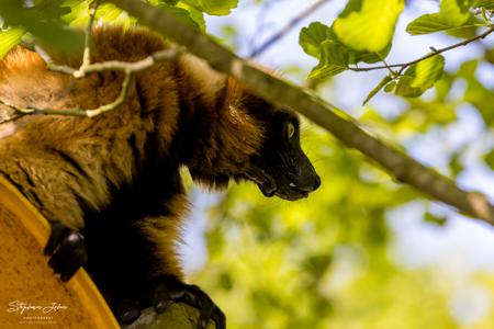 Vogelpark Marlow