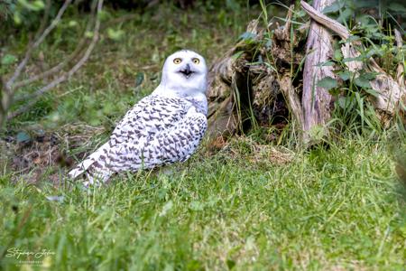 Vogelpark Marlow