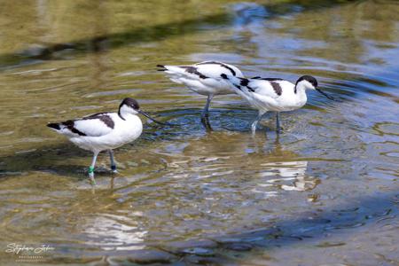 Vogelpark Marlow