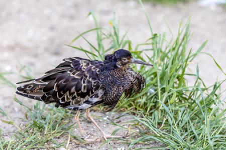 Vogelpark Marlow