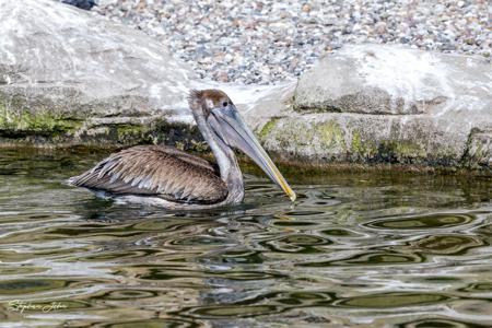 Vogelpark Marlow